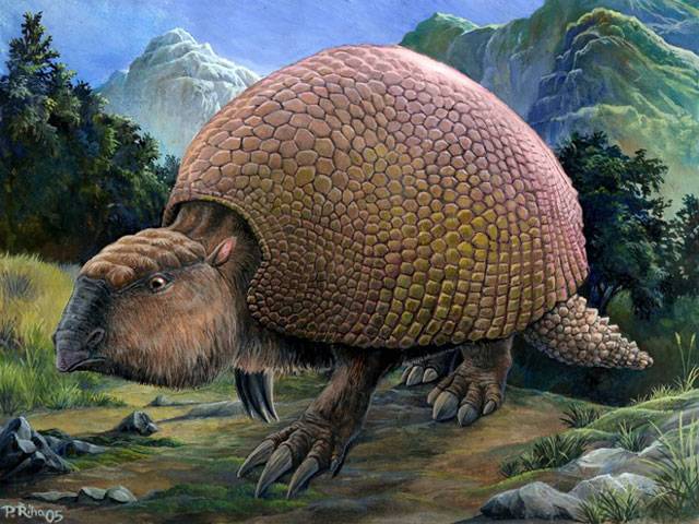 Ancient armored mammal from Argentina was armadillo 