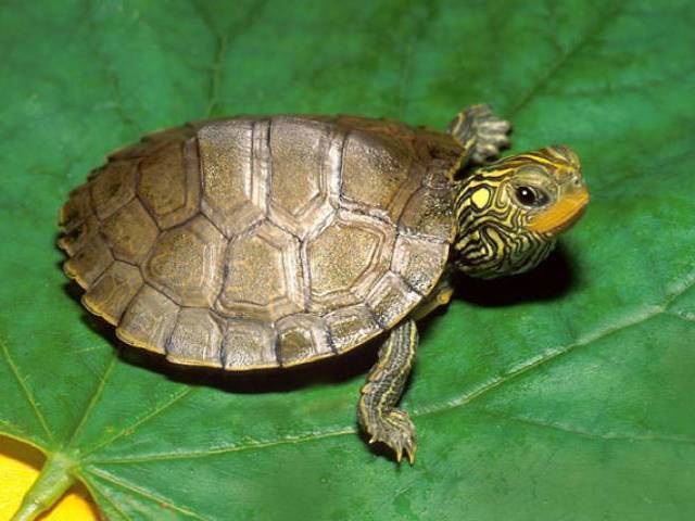 Canadian banned from owning turtles after smuggling 38 in pants