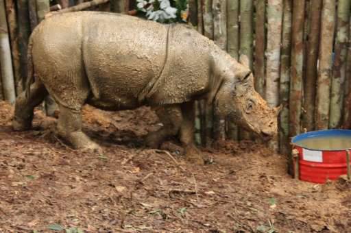 First contact in decades with rare rhino in Indonesia