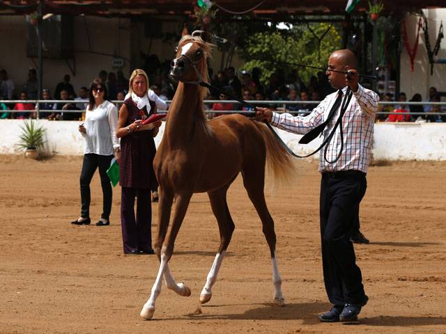 Beauty contest Arabian horse in West Bank 