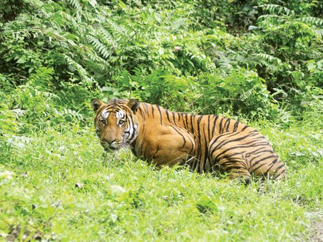 World tiger count rises for first time in 100 years