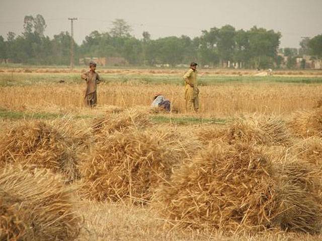  25.45m tonnes of wheat output expected, FCA informed