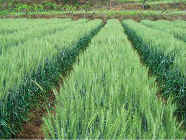 Punjab for extending WB-funded agri project till 2021 