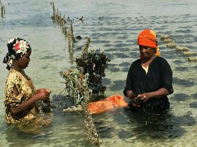 Tanzanian seaweed farmers in hot water