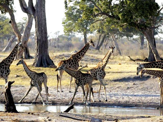 Drought-hit Zimbabwe sells off wild animals