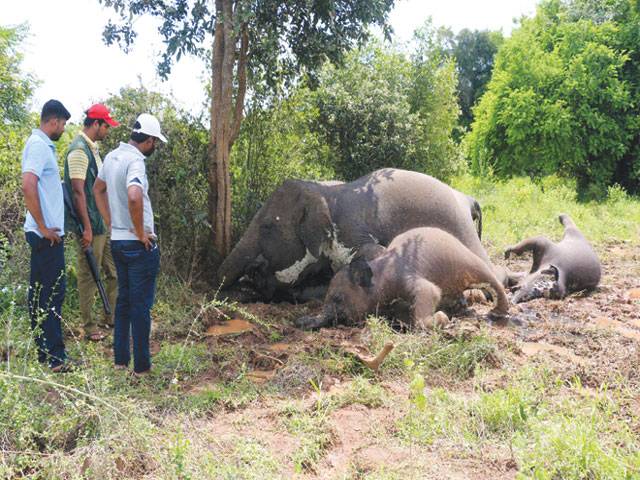 Lightning kills four elephants in Sri Lanka