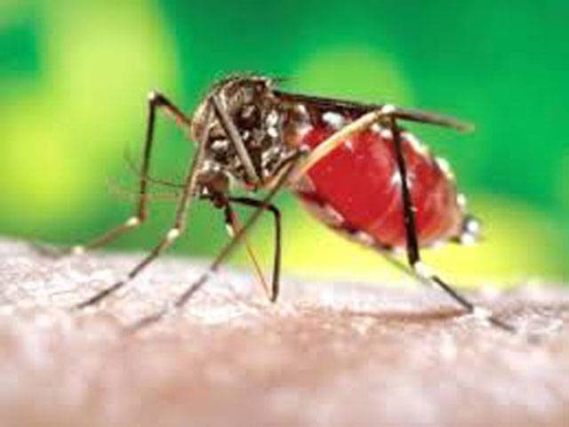 Pindi to be focused for dengue control