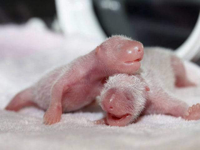 China giant panda gives birth to twins