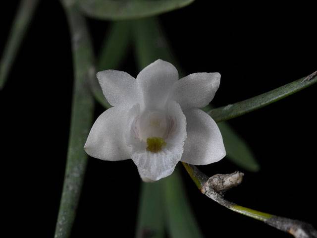 New orchid species found in Philippine