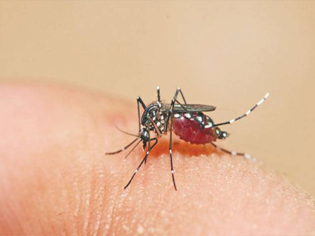 Anti-dengue steps reviewed