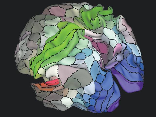 Detailed brain map unveiled