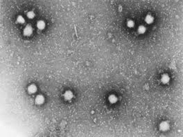 Congo virus cases surface 