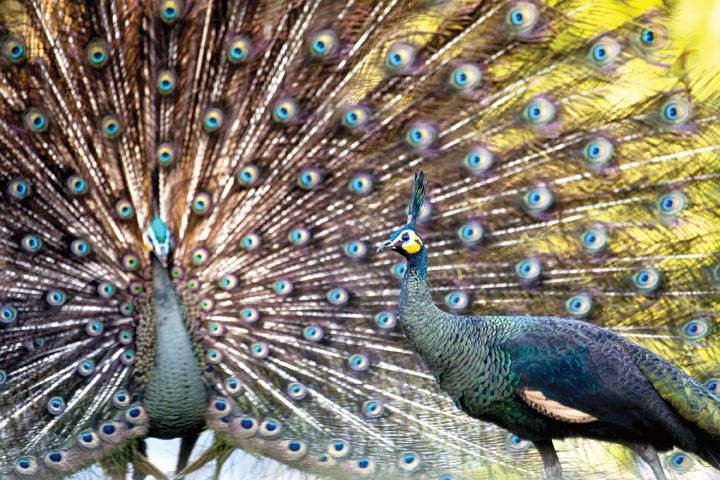 Myanmar’s peacock: A national symbol dying off in the wild