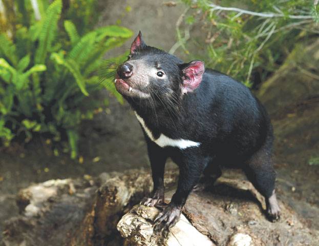 Darwinian hope for Tasmania’s tumour-ravaged devils