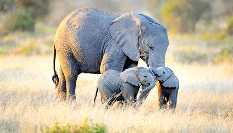 Study sounds alarm for slow-breeding forest elephants