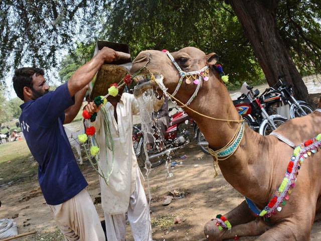 Large number of sacrificial animals seen in markeet ahead of Eid-ul-Azha