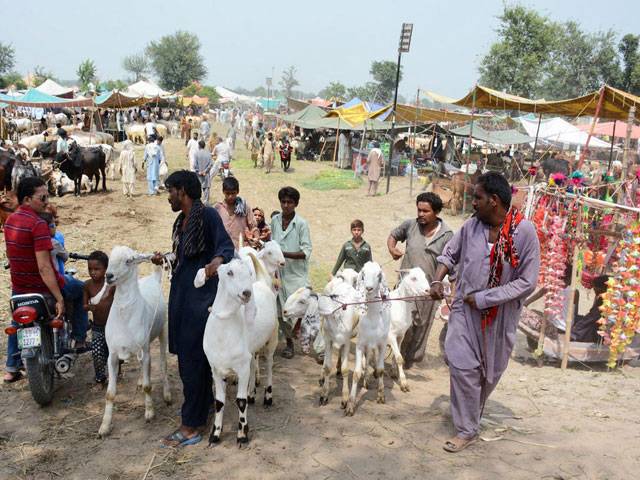 Large number of sacrificial animals seen in markeet ahead of Eid-ul-Azha