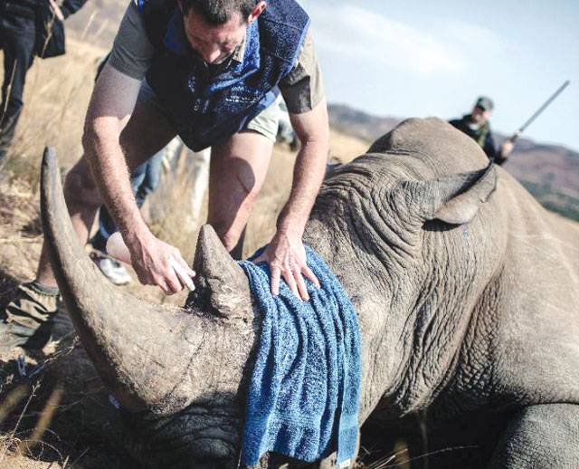 Fate of Africa’s rhino, elephants to dominate wildlife meet