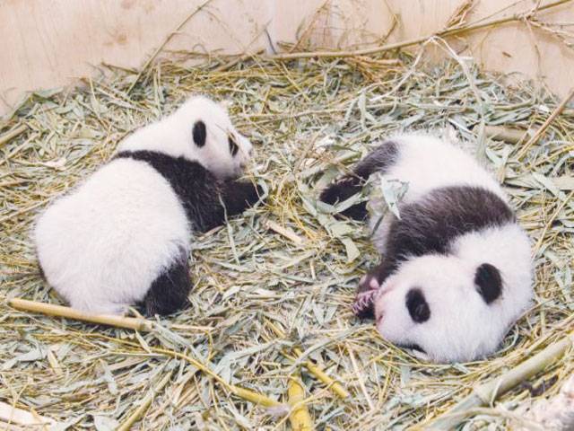 Vienna zoo appeals for help to name panda cub