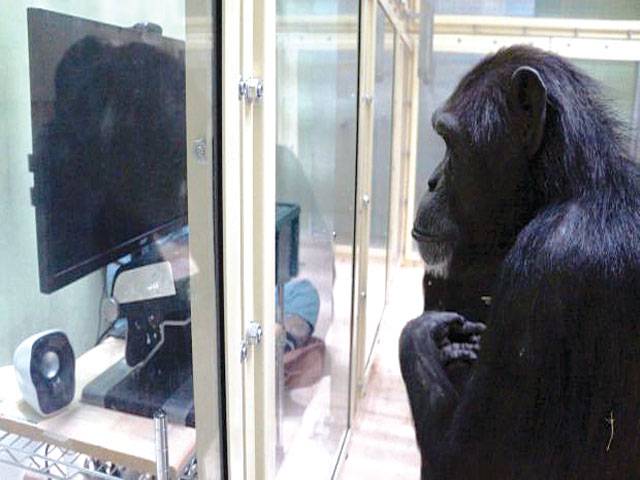 Apes show complex cognitive skills watching ‘King Kong’ videos