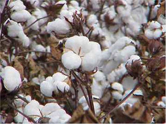 Country likely to miss even revised cotton output target