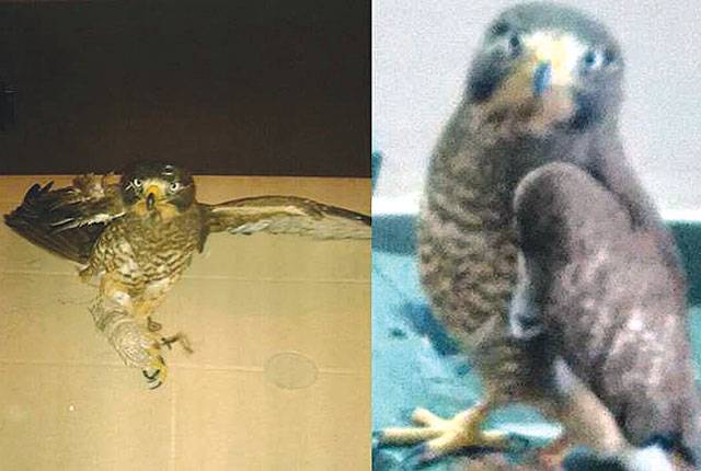After pigeons, India catches ‘Pak-trained’ falcon