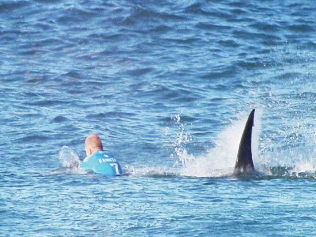 Shark attacks surfer in Australia 
