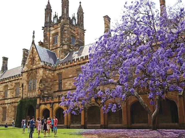 Australians mourn tree that ‘failed’ university students 