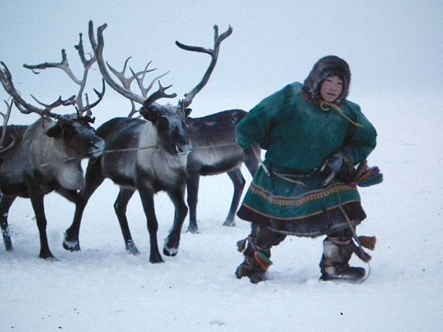 Arctic warming endangers nomad reindeer herding