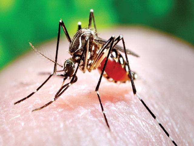 Zika no longer a world public health emergency: WHO