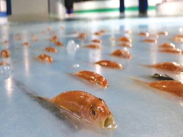 Japan skating rink slammed for freezing 5,000 fish