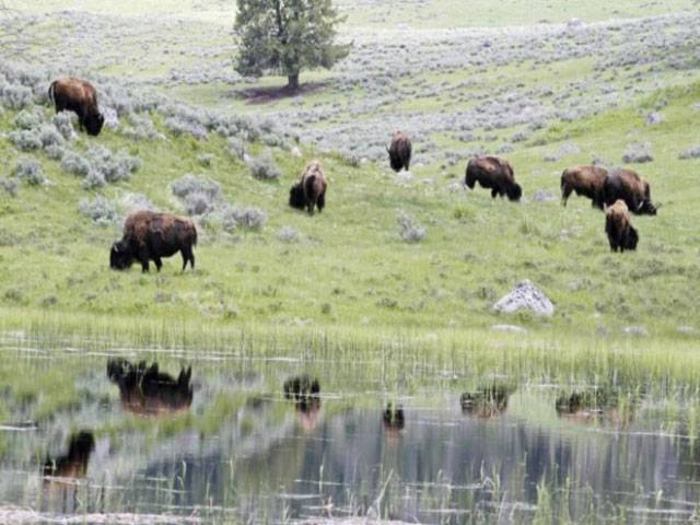 Yellowstone plans to thin bison herd by 900 animals