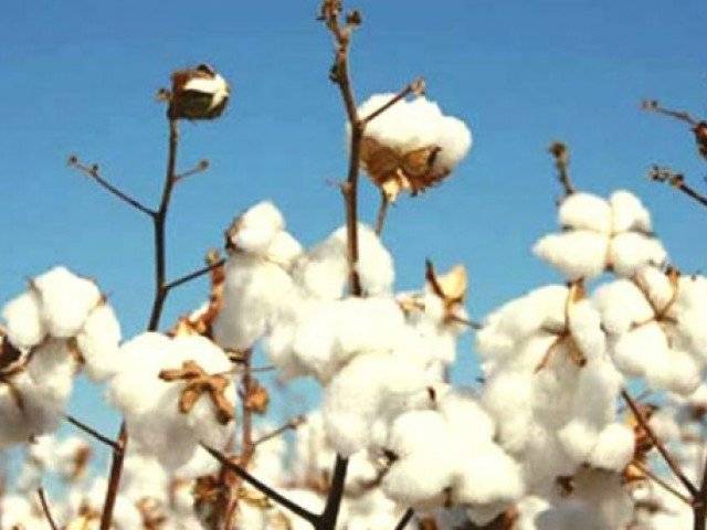 Over 9.7m cotton bales reach ginneries
