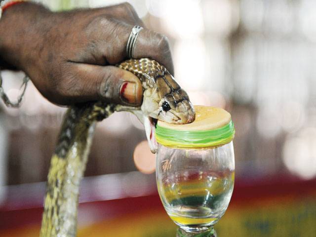The snake-catching tribe saving lives in India
