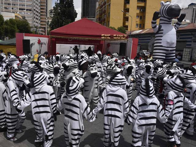 Volunteers dressed as zebras