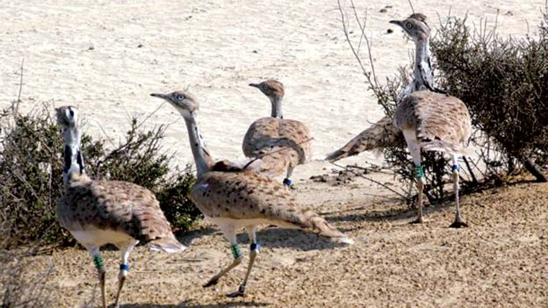  KP bans houbara bustard hunting