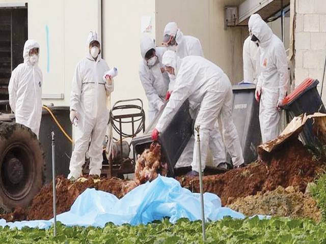 Japan culling 210,000 birds amid spreading avian flu
