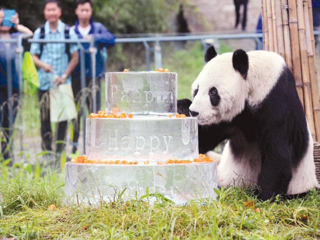 World’s oldest male panda dies