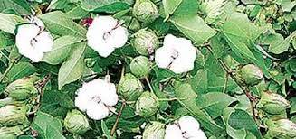 Strategy devised to obtain record yield of cotton