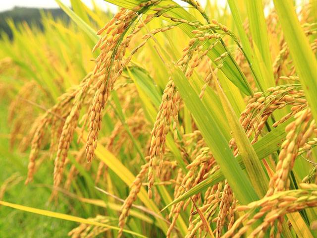 FPCCI concerned over non-inclusion of horticulture, rice sector