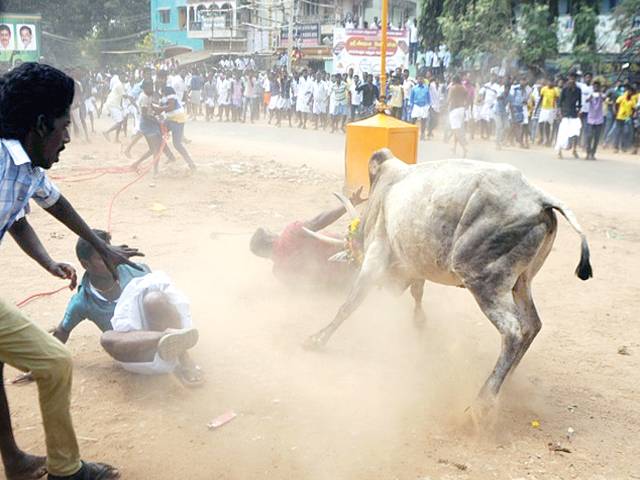 Two killed in Indian bull-wrestling festival