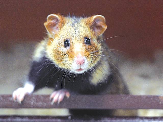 Cannibal hamsters eat their babies due to corn diet