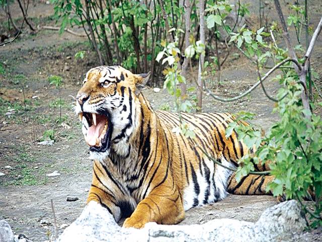 Tiger kills man at China zoo as visitors watch