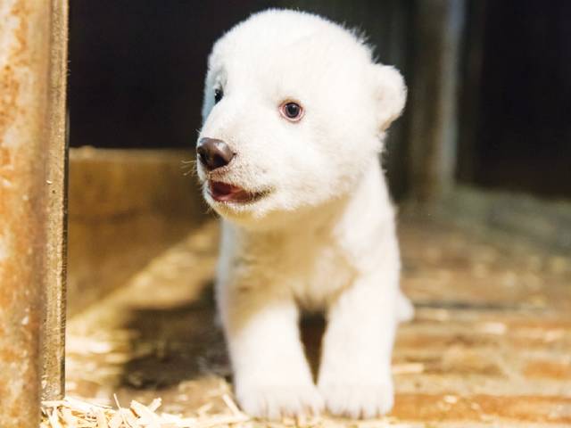 Meet Fritz, the polar bear melting German hearts