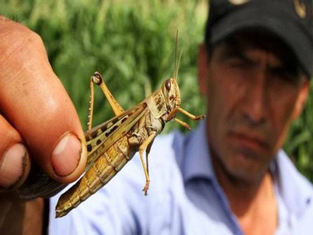 Bolivia begins fumigation against locust plague