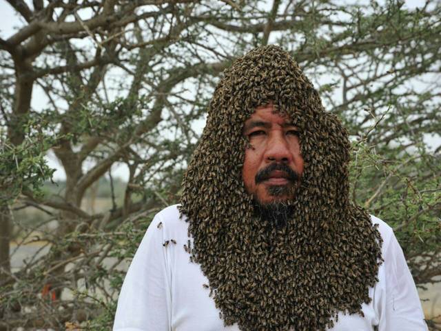 Saudi man aims to break bee bearding world record