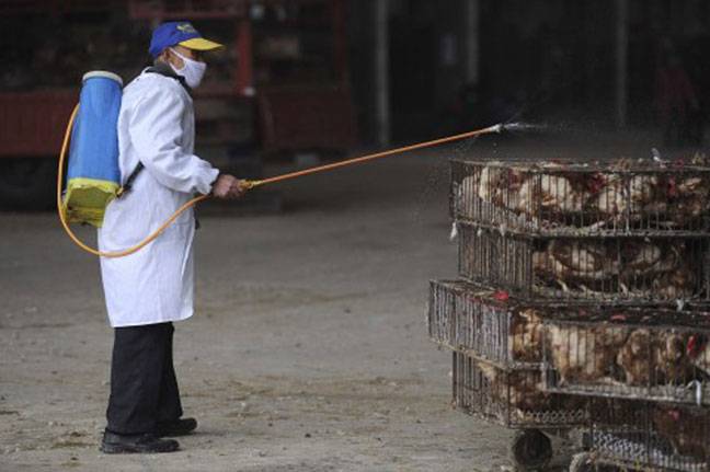 Bird-flu deaths rise in China, shutting poultry markets