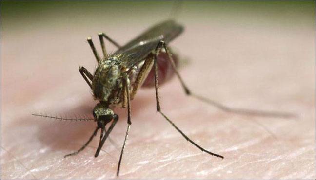 Bite-mimicking malaria vaccine shows promise