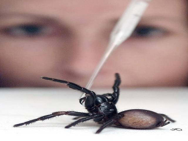 ‘Record’ anti-venom dose saves boy from deadly Australian spider