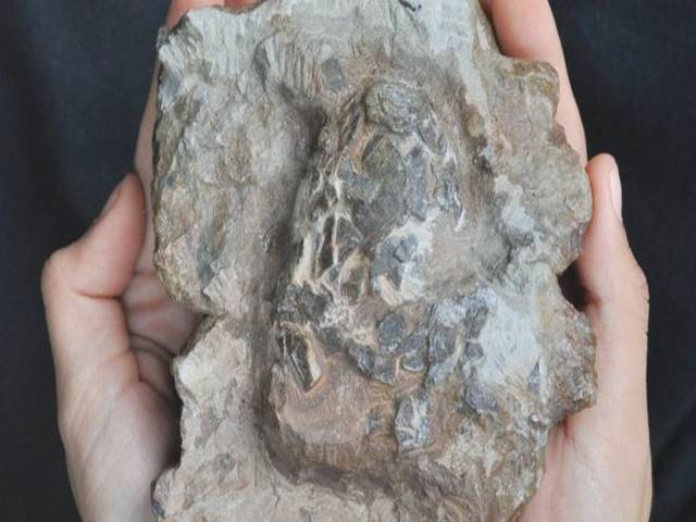 Oldest croc eggs discovered in dinosaur nest